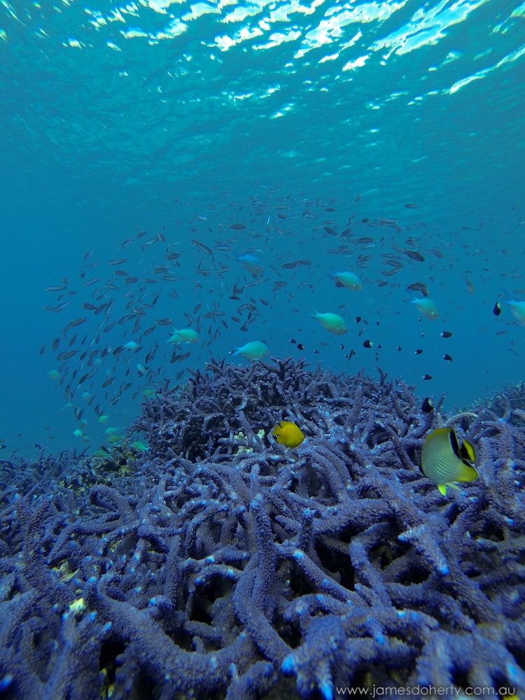 Snorkelling at Poole's Rock and Hat Island, Vanuatu